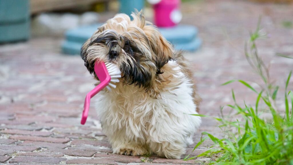 Image used for making christian meditation a daily habit.Photo of a dog with a pink tooth brush in his mouth